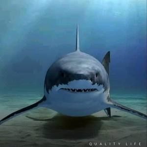 Meet your Posher, Peter